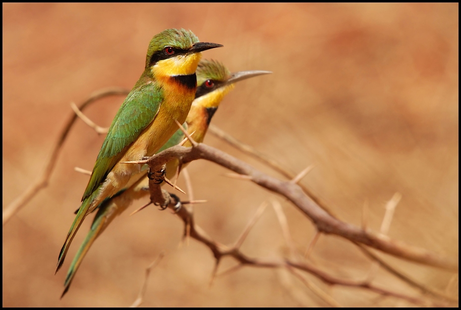  Żołna mała Ptaki Nikon D200 Sigma APO 50-500mm f/4-6.3 HSM Senegal 0 ptak fauna dziób zjadacz pszczół dzikiej przyrody coraciiformes organizm skrzydlaty owad błotny owad skrzydło