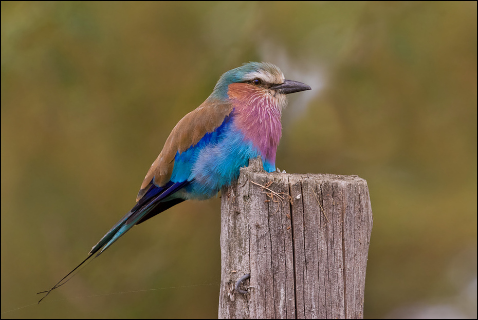  Kraska Ptaki kraska ptaki Nikon D200 Sigma APO 500mm f/4.5 DG/HSM Kenia 0 ptak wałek fauna dziób dzikiej przyrody niebieski ptak pióro coraciiformes zjadacz pszczół skrzydło