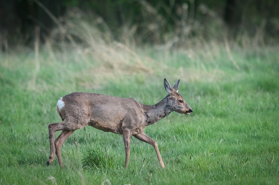  Sarna Inne Nikon D300 Sigma APO 500mm f/4.5 DG/HSM Zwierzęta dzikiej przyrody łąka jeleń fauna ssak trawa ekosystem rezerwat przyrody pustynia zwierzę lądowe