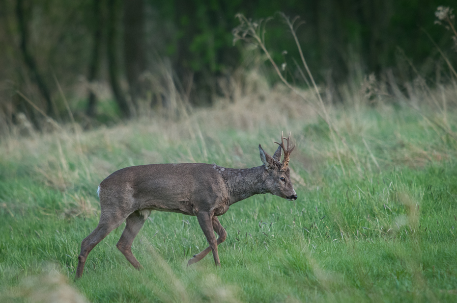  Sarna Inne Nikon D300 Sigma APO 500mm f/4.5 DG/HSM Zwierzęta dzikiej przyrody jeleń fauna ssak trawa łąka Park Narodowy łopata Sarna z bialym ogonem