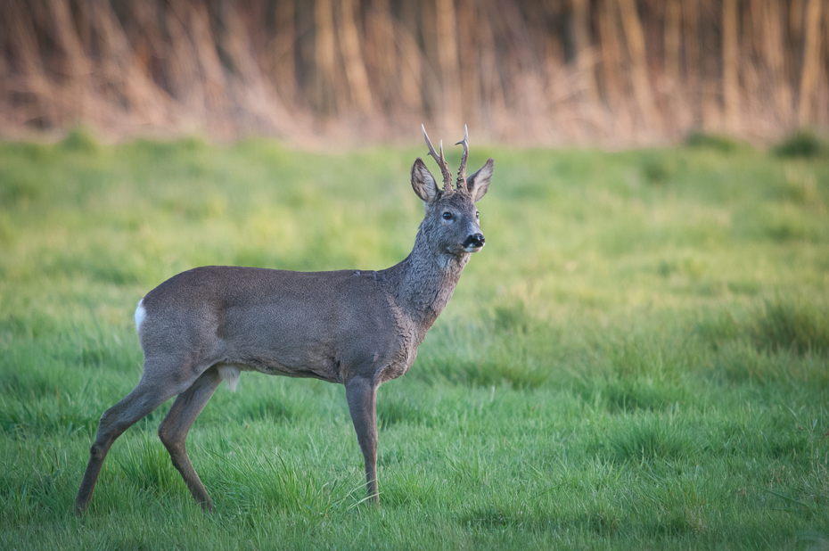  Sarna Inne Nikon D300 Sigma APO 500mm f/4.5 DG/HSM Zwierzęta dzikiej przyrody jeleń fauna ssak trawa łąka Sarna z bialym ogonem łopata zwierzę lądowe