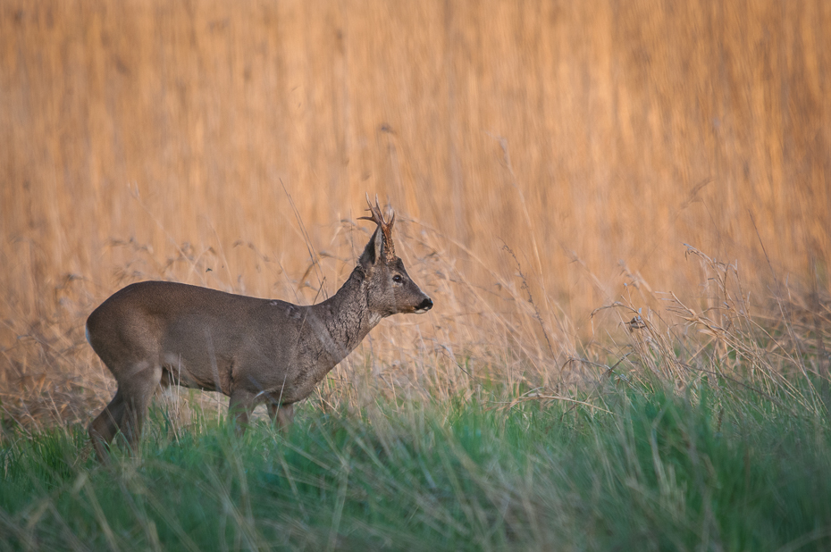  Sarna Inne Nikon D300 Sigma APO 500mm f/4.5 DG/HSM Zwierzęta dzikiej przyrody jeleń fauna ssak łąka trawa preria Sarna z bialym ogonem łopata zwierzę lądowe