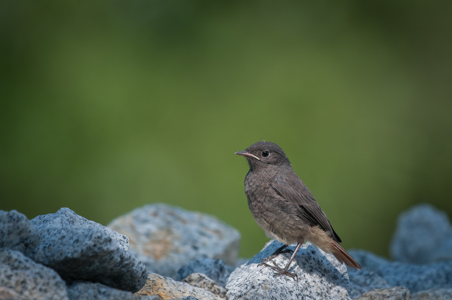  Kopciuszek Ptaki Nikon D300 Sigma APO 500mm f/4.5 DG/HSM Zwierzęta ptak fauna dziób dzikiej przyrody flycatcher starego świata organizm Emberizidae strzyżyk skrzydło ptak przysiadujący