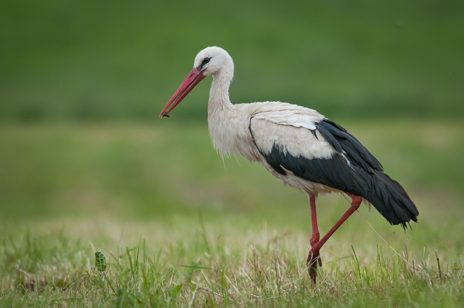  Bocian biały Ptaki Nikon D300 Sigma APO 500mm f/4.5 DG/HSM Zwierzęta ptak bocian bocian biały Ciconiiformes dziób trawa dzikiej przyrody dźwig