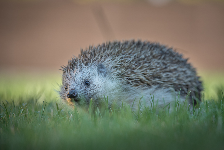  Jeż Inne nikon d750 Nikon AF-S Nikkor 70-200mm f/2.8G Zwierzęta jeż erinaceidae udomowiony jeż fauna ssak jeżozwierz wąsy dzikiej przyrody pysk organizm