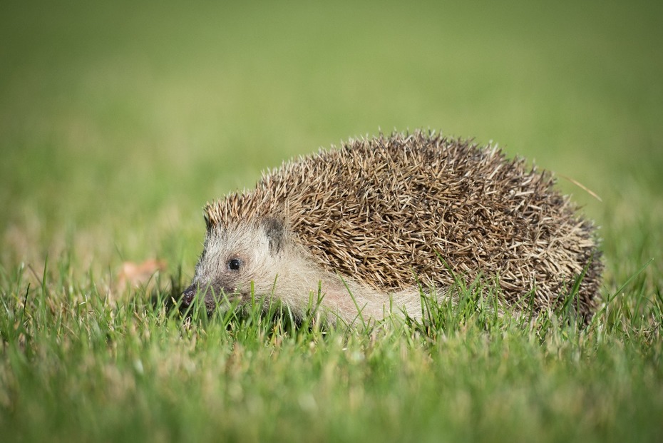  Jeż Inne nikon d750 Nikon AF-S Nikkor 70-200mm f/2.8G Zwierzęta jeż erinaceidae udomowiony jeż fauna ssak trawa jeżozwierz dzikiej przyrody pysk wąsy