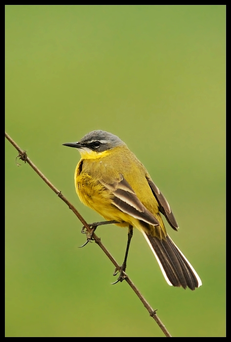  Pliszka żółta Ptaki pliszka ptaki Nikon D200 Sigma APO 50-500mm f/4-6.3 HSM Zwierzęta ptak fauna dziób flycatcher starego świata dzikiej przyrody wilga na starym świecie zięba skrzydło organizm Emberizidae