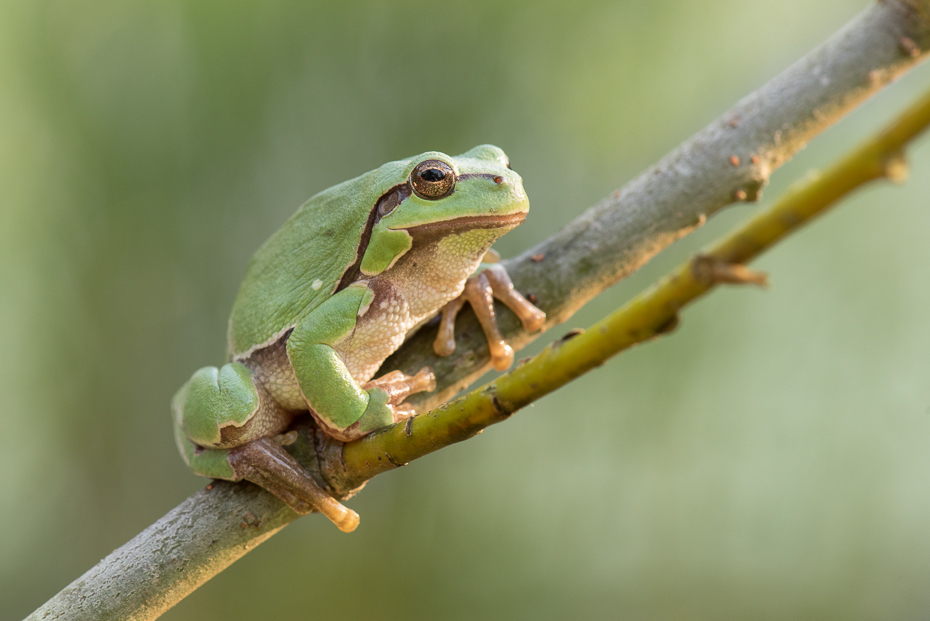  Rzekotka Inne nikon d750 Nikon AF-S Micro-Nikkor 105mm f/2.8G IF-ED Zwierzęta żaba żaba nadrzewna płaz ranidae fauna organizm fotografia makro ropucha zwierzę lądowe