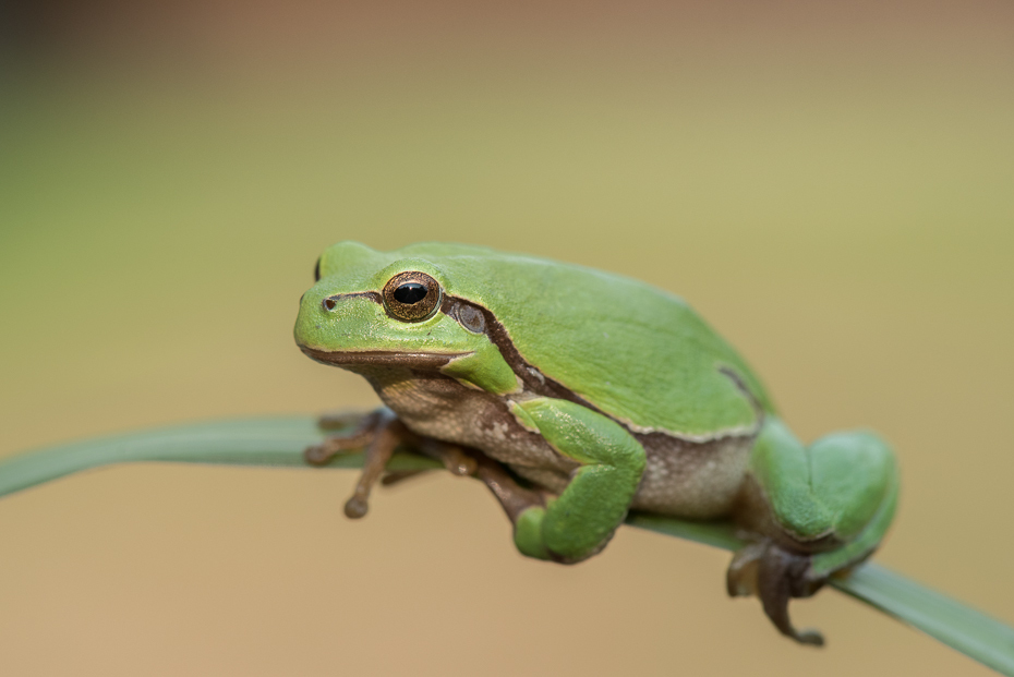  Rzekotka Inne nikon d750 Nikon AF-S Micro-Nikkor 105mm f/2.8G IF-ED Zwierzęta ranidae żaba żaba nadrzewna płaz fauna ropucha organizm fotografia makro zwierzę lądowe gad