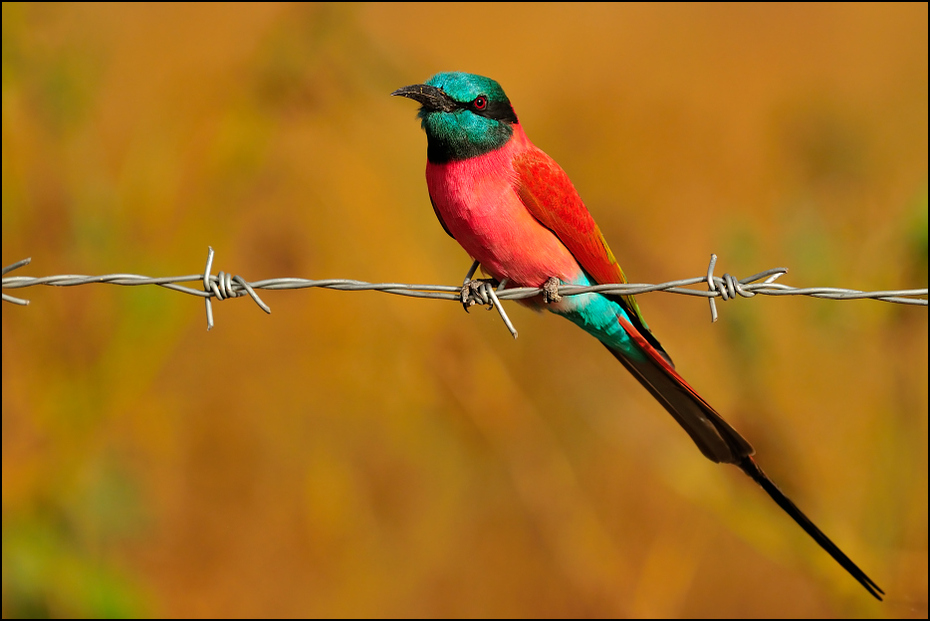  Żołna szkarłatna Ptaki Nikon D300 Sigma APO 500mm f/4.5 DG/HSM Etiopia 0 ptak fauna dziób ekosystem coraciiformes dzikiej przyrody zjadacz pszczół organizm pióro skrzydło