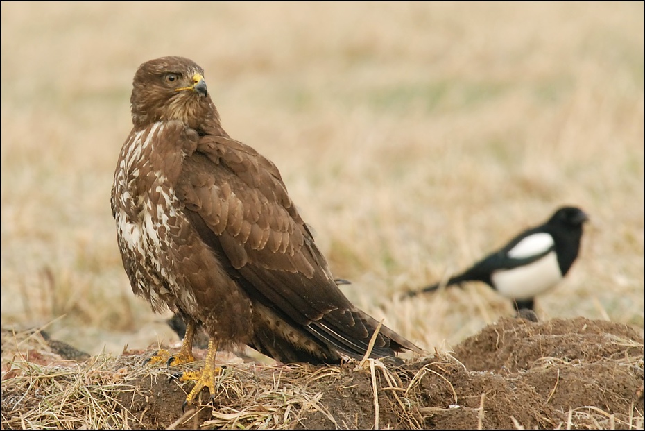  Myszołów Ptaki Nikon D200 Sigma APO 100-300mm f/4 HSM Zwierzęta ptak ekosystem fauna ptak drapieżny myszołów jastrząb dziób ecoregion orzeł dzikiej przyrody