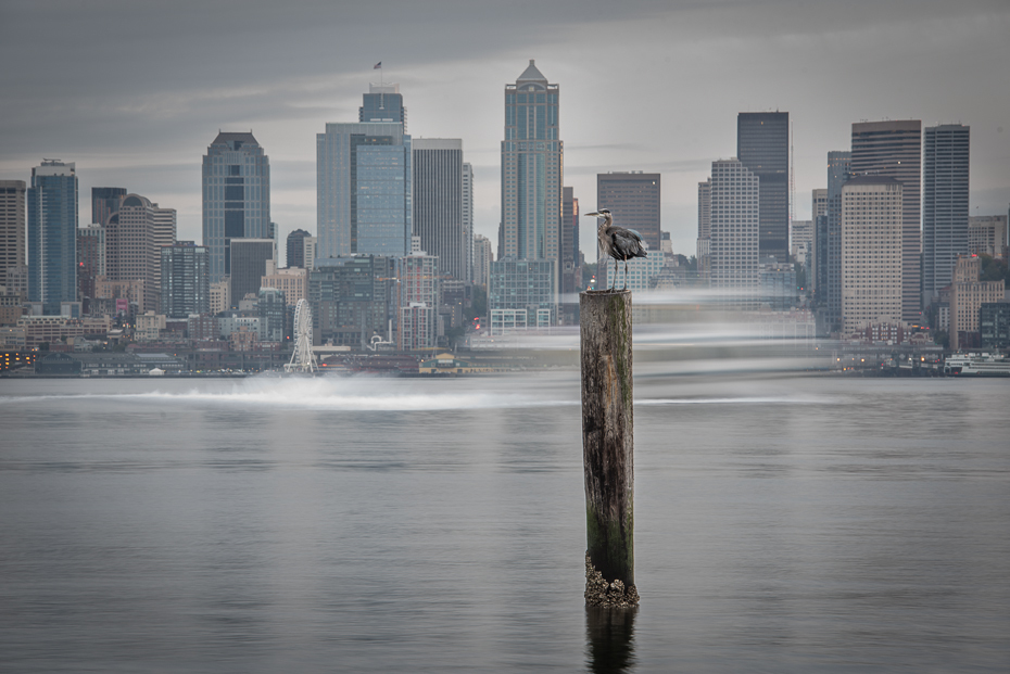  Czapla modra 0 Seattle nikon d750 Nikon AF-S Nikkor 70-200mm f/2.8G woda sylwetka na tle nieba drapacz chmur cityscape obszar miejski Miasto metropolia odbicie dzień obszar Metropolitalny