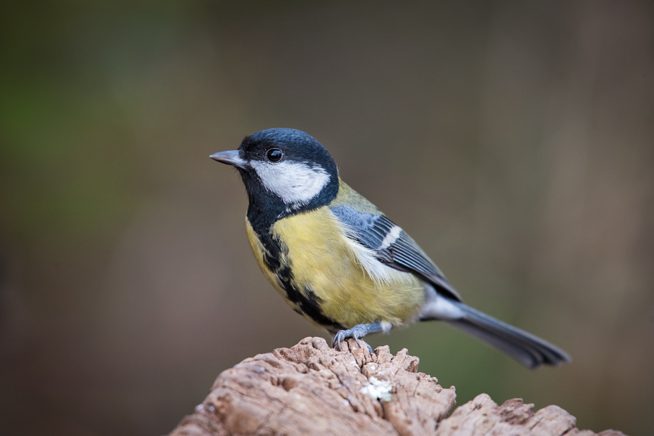  Bogatka Ptaki nikon d750 NIKKOR 200-500mm f/5.6E AF-S Zwierzęta ptak fauna dziób dzikiej przyrody zięba flycatcher starego świata chickadee ptak przysiadujący pióro skrzydło