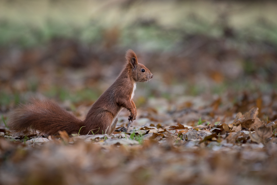  Wiewiórka Inne nikon d750 NIKKOR 200-500mm f/5.6E AF-S Zwierzęta wiewiórka fauna ssak dzikiej przyrody lis wiewiórka gryzoń wąsy organizm zwierzę lądowe ogon