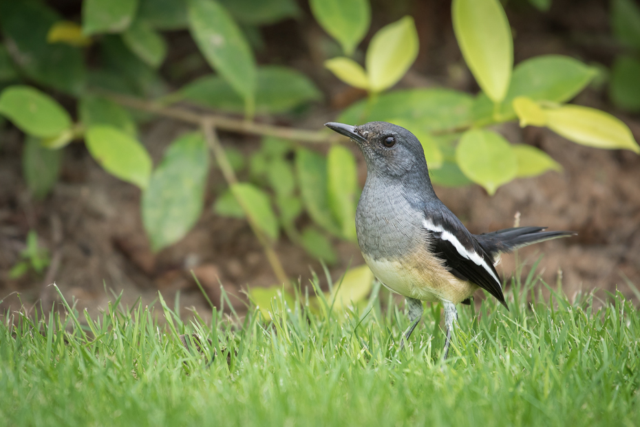  Sroczek zmienny Ptaki nikon d750 NIKKOR 200-500mm f/5.6E AF-S Tajlandia 0 ptak fauna dziób dzikiej przyrody flycatcher starego świata flora organizm trawa ptak przysiadujący rodzina traw