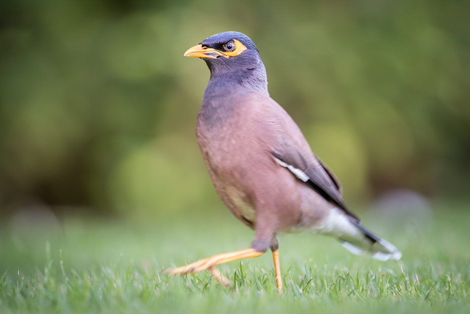  Majna brunatna Ptaki nikon d750 NIKKOR 200-500mm f/5.6E AF-S Tajlandia 0 ptak dziób fauna ekosystem dzikiej przyrody trawa acridotheres organizm zięba pospolita myna