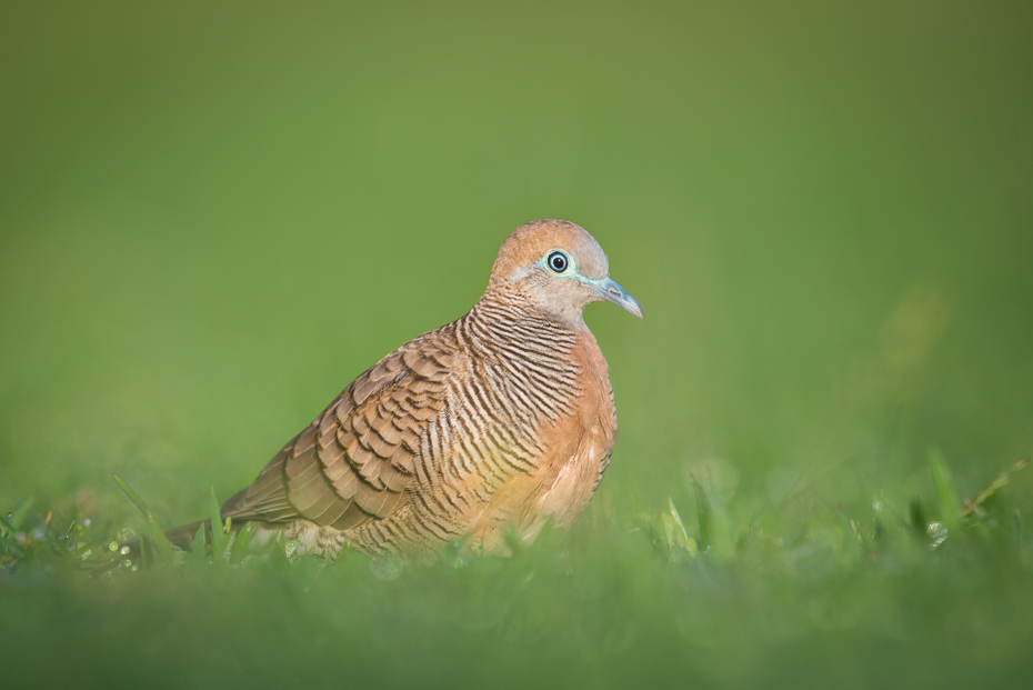  Gołąbek zebrowany Ptaki nikon d750 NIKKOR 200-500mm f/5.6E AF-S Tajlandia 0 ptak ekosystem dziób fauna dzikiej przyrody trawa galliformes pióro skrzydło