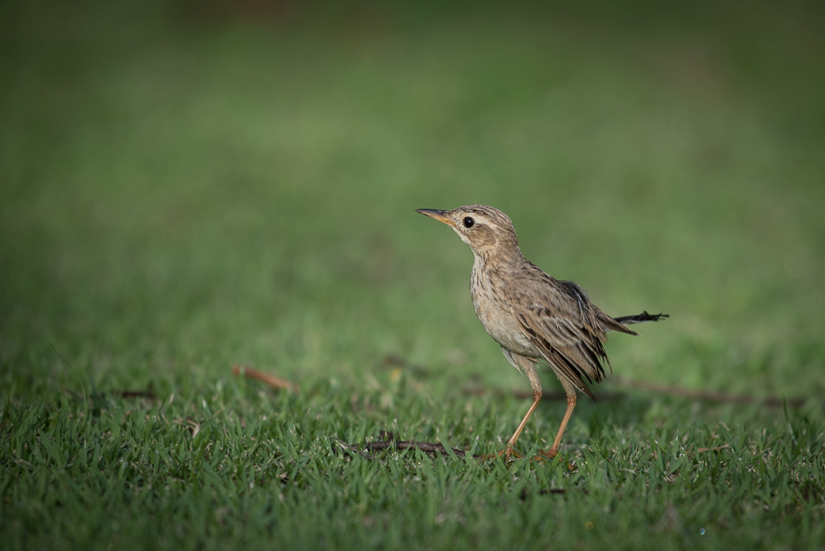  Świergotek rdzawy Ptaki nikon d750 NIKKOR 200-500mm f/5.6E AF-S Tajlandia 0 ptak ekosystem fauna dzikiej przyrody dziób łąka skowronek słowik trawa flycatcher starego świata