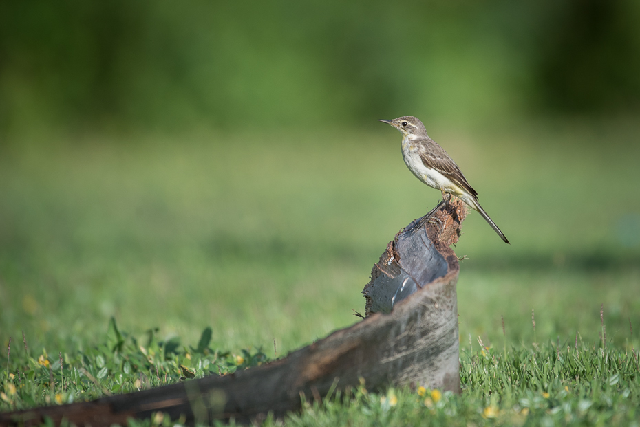  Pliszka żółta Ptaki nikon d750 NIKKOR 200-500mm f/5.6E AF-S Tajlandia 0 ptak ekosystem fauna dziób dzikiej przyrody flycatcher starego świata ranek trawa łąka strzyżyk