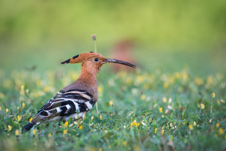  Dudek Ptaki nikon d750 NIKKOR 200-500mm f/5.6E AF-S Tajlandia 0 ptak dzikiej przyrody ekosystem fauna dziób łąka trawa organizm ecoregion piciformes