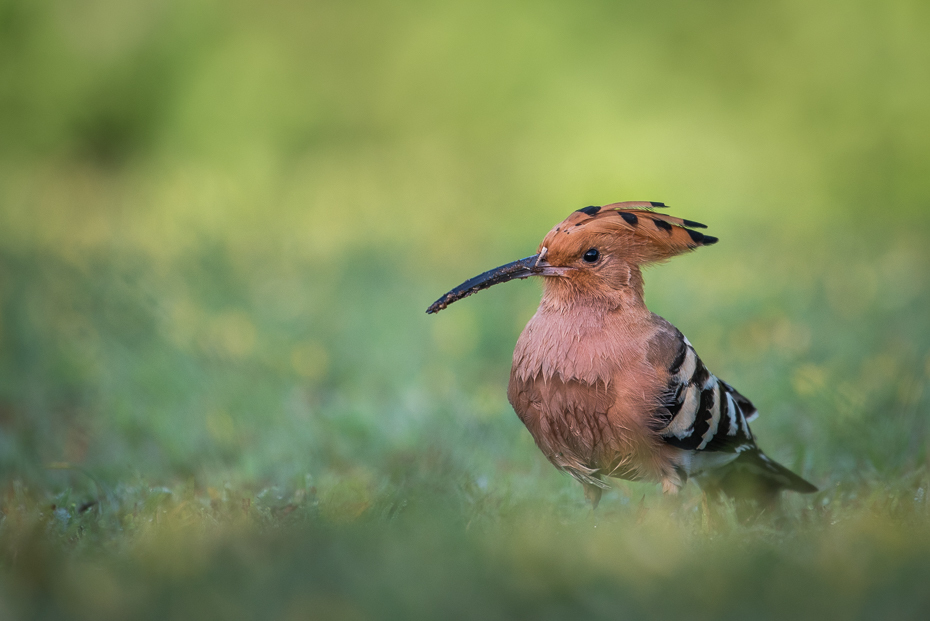  Dudek Ptaki nikon d750 NIKKOR 200-500mm f/5.6E AF-S Tajlandia 0 ptak dzikiej przyrody ekosystem fauna dziób łąka ecoregion trawa organizm preria