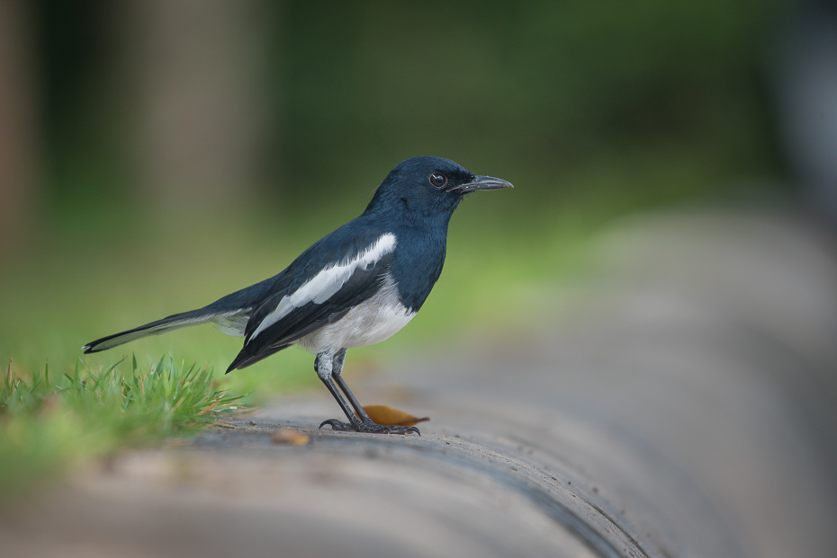  Sroczek zmienny Ptaki nikon d750 NIKKOR 200-500mm f/5.6E AF-S Tajlandia 0 ptak fauna dziób dzikiej przyrody flycatcher starego świata Wrona jak ptak organizm skrzydło sroka ptak przysiadujący