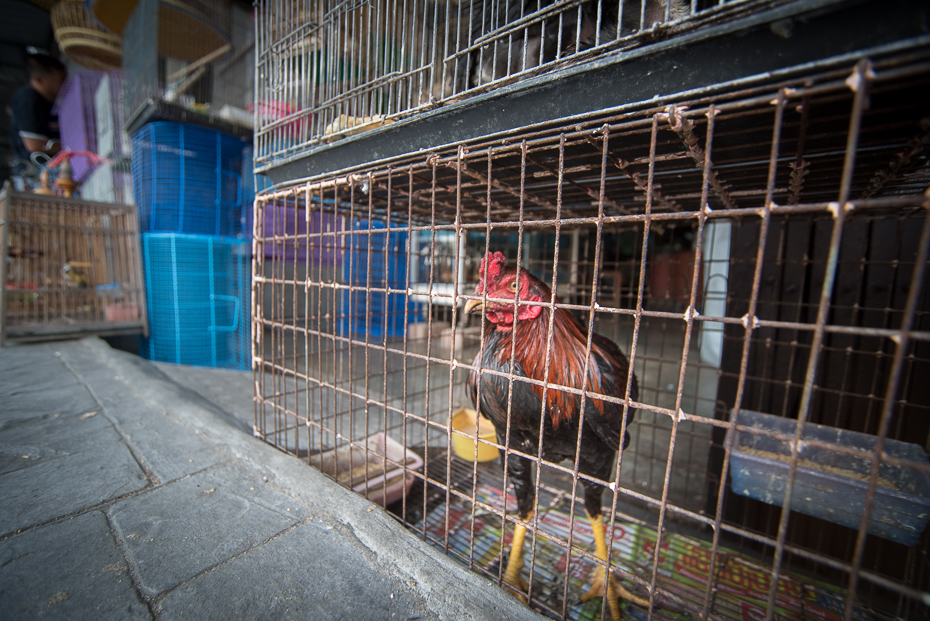  Sklep ptakami Small business nikon d750 Sigma 15-30mm f/3.5-4.5 Aspherical Tajlandia 0 kurczak klatka szybowa kogut galliformes ptak Miasto