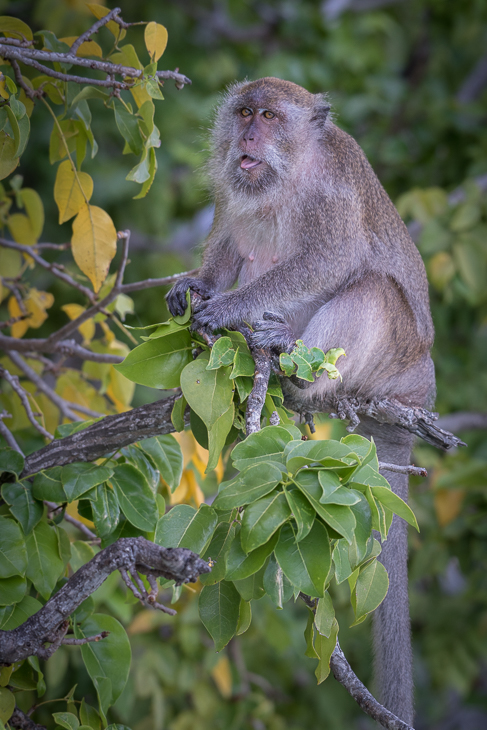  Makak Małpy nikon d750 NIKKOR 200-500mm f/5.6E AF-S Tajlandia 0 makak fauna ssak dzikiej przyrody prymas liść flora stary świat małpa nowa małpa świata organizm