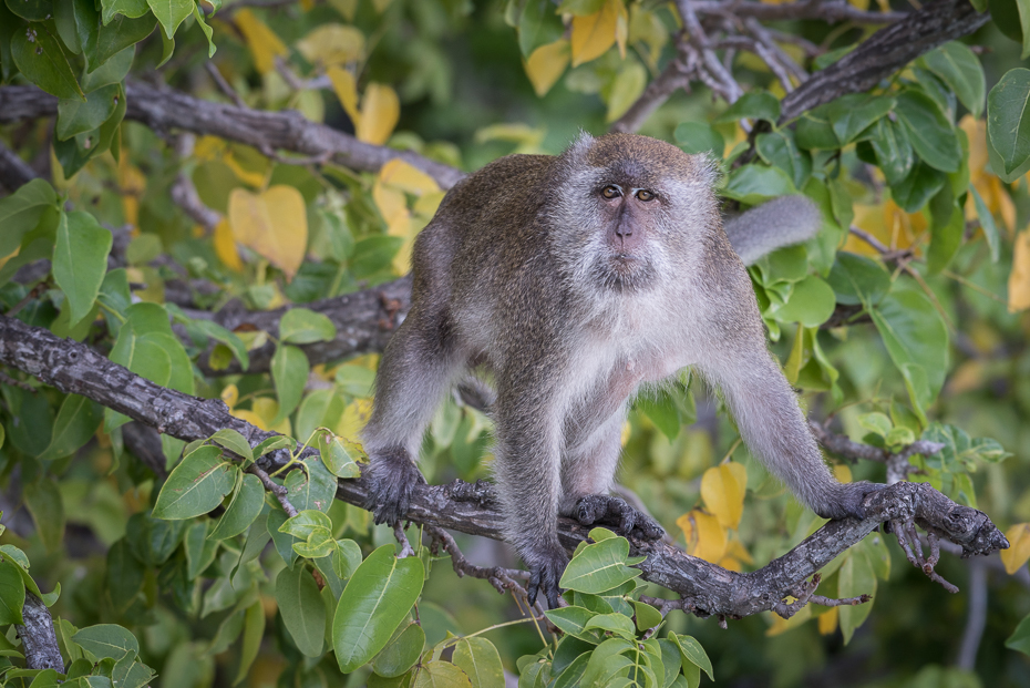  Makak Małpy nikon d750 NIKKOR 200-500mm f/5.6E AF-S Tajlandia 0 makak fauna ssak dzikiej przyrody liść prymas flora stary świat małpa nowa małpa świata organizm