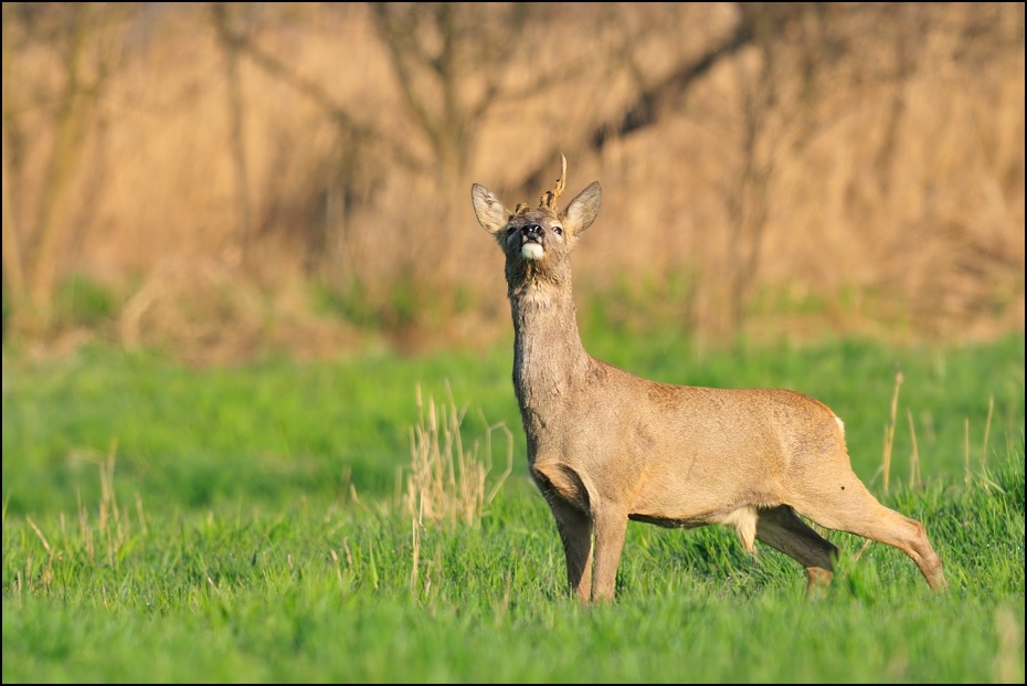  Koziołek Inne koziołek sarna kozioł Nikon D300 Sigma APO 500mm f/4.5 DG/HSM Zwierzęta dzikiej przyrody łąka jeleń fauna ssak zwierzę lądowe ekosystem Sarna z bialym ogonem trawa preria