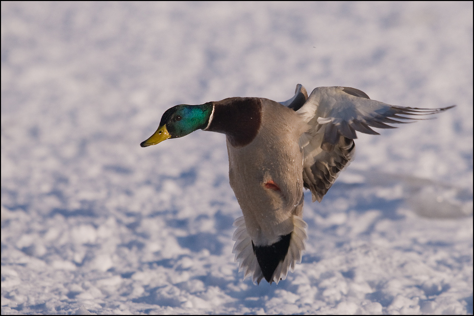  Krzyżówka Ptaki Nikon D300 Sigma APO 500mm f/4.5 DG/HSM Zwierzęta ptak kaczka krzyżówka wodny ptak kaczki gęsi i łabędzie fauna woda dzikiej przyrody dziób ptactwo wodne