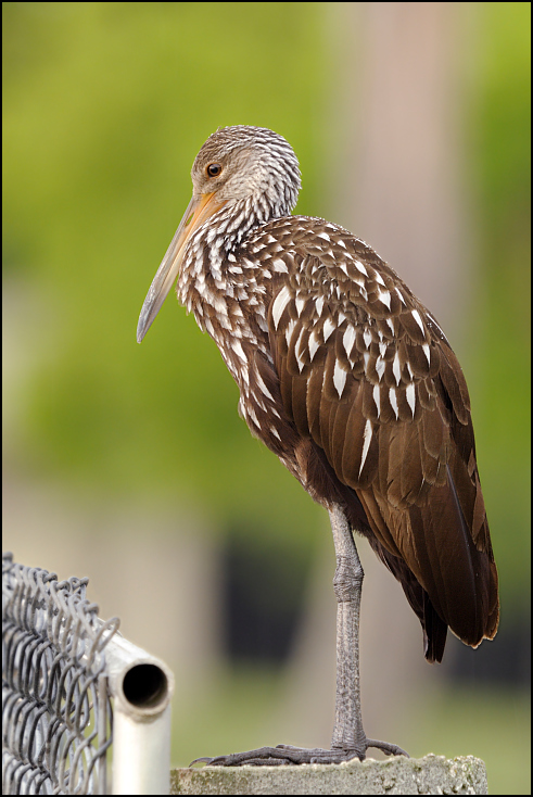  Bekaśnica Ptaki Nikon D300 Sigma APO 500mm f/4.5 DG/HSM USA, Floryda 0 ptak fauna dziób ptak drapieżny dzikiej przyrody jastrząb sęp orzeł sokół pióro