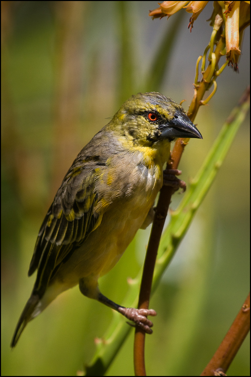  Wikłacz zmienny Ptaki Nikon D300 Sigma APO 500mm f/4.5 DG/HSM Kenia 0 ptak dziób fauna dzikiej przyrody zięba flycatcher starego świata wróbel organizm Emberizidae ptak przysiadujący