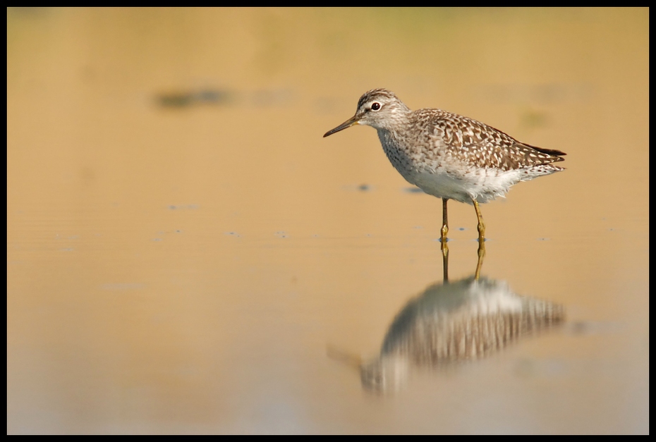  Łęczak Ptaki Nikon D200 Sigma APO 50-500mm f/4-6.3 HSM Zwierzęta ptak fauna brodziec dziób redshank shorebird dzikiej przyrody pióro ranek charadriiformes