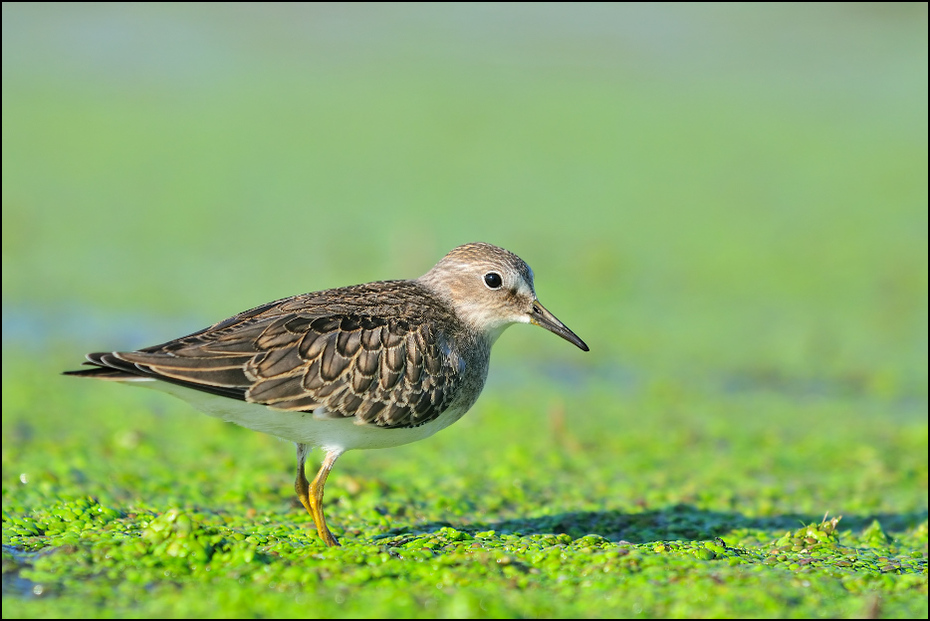  Biegus mały Ptaki Nikon D300 Sigma APO 500mm f/4.5 DG/HSM Zwierzęta ptak brodziec ekosystem fauna shorebird dziób dzikiej przyrody redshank Calidrid bekas