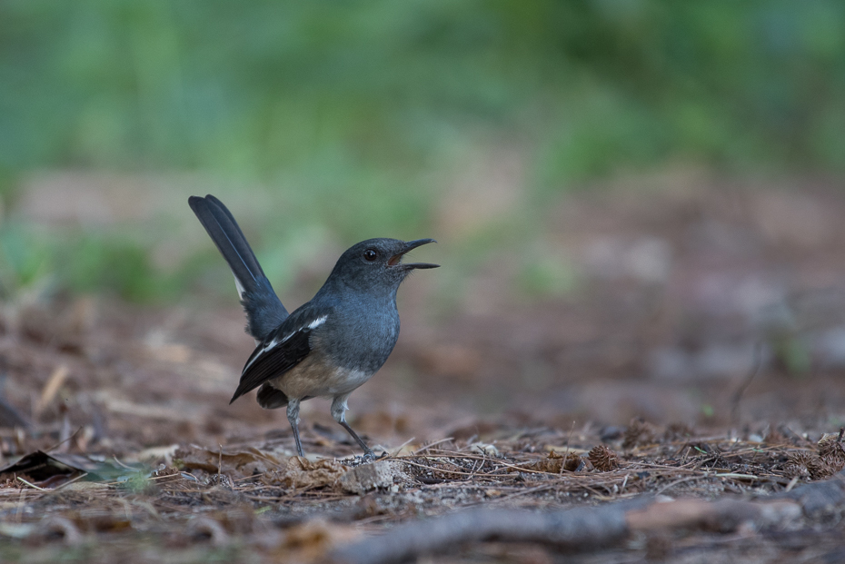  Sroczek zmienny Ptaki nikon d750 NIKKOR 200-500mm f/5.6E AF-S Tajlandia 0 ptak fauna dziób dzikiej przyrody flycatcher starego świata strzyżyk organizm kos ptak przysiadujący skrzydło