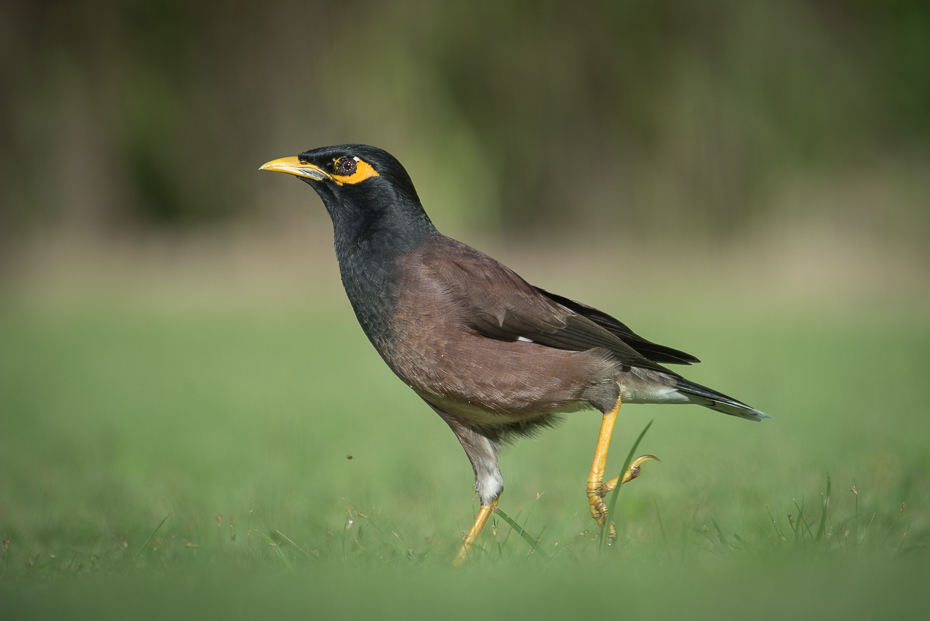  Majna brunatna Ptaki nikon d750 NIKKOR 200-500mm f/5.6E AF-S Tajlandia 0 ptak ekosystem dziób acridotheres fauna dzikiej przyrody pospolita myna organizm kos ecoregion