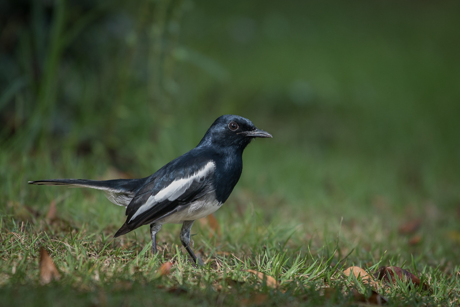  Sroczek zmienny Ptaki nikon d750 NIKKOR 200-500mm f/5.6E AF-S Tajlandia 0 ptak fauna dziób ekosystem dzikiej przyrody Wrona jak ptak organizm sroka sroka eurasian kos