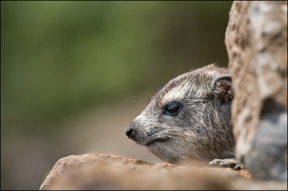  Góralek Zwierzęta Nikon D300 Sigma APO 500mm f/4.5 DG/HSM Kenia 0 fauna ssak dzikiej przyrody pysk wąsy organizm Surykatka mustelidae