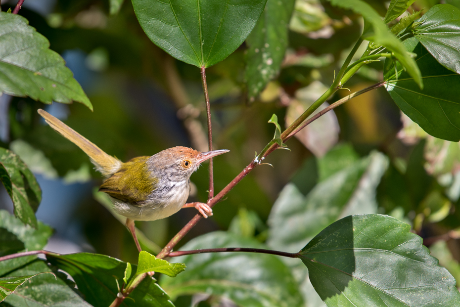  Ptaki nikon d750 NIKKOR 200-500mm f/5.6E AF-S Tajlandia 0 ptak fauna dziób liść strzyżyk flora flycatcher starego świata dzikiej przyrody zięba gałąź