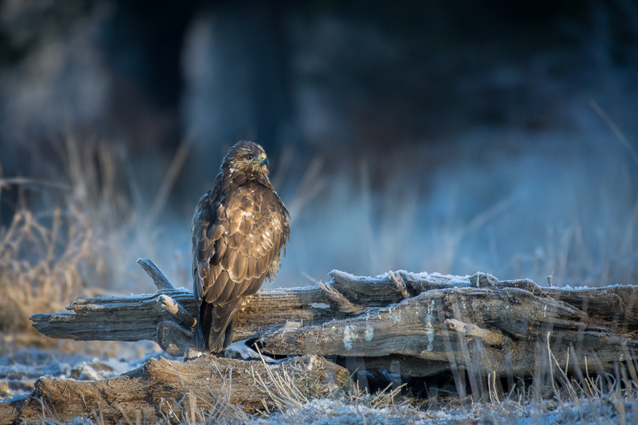  Myszołów Ptaki Nikon D7200 NIKKOR 200-500mm f/5.6E AF-S Zwierzęta ptak dzikiej przyrody ptak drapieżny fauna ekosystem myszołów orzeł dziób woda jastrząb