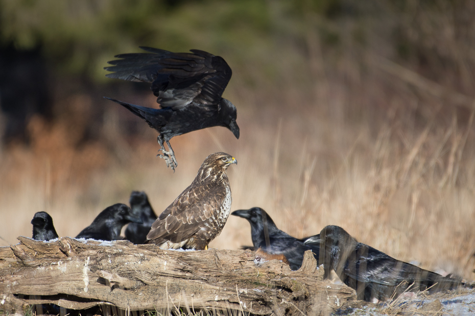  Myszołów kruk Ptaki Nikon D7200 NIKKOR 200-500mm f/5.6E AF-S Zwierzęta ptak fauna wrona dziób Wrona jak ptak dzikiej przyrody wieża amerykańska wrona