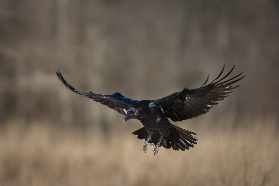  Kruk Ptaki Nikon D7200 NIKKOR 200-500mm f/5.6E AF-S Zwierzęta ptak fauna dzikiej przyrody dziób pióro ptak drapieżny orzeł skrzydło sęp ecoregion