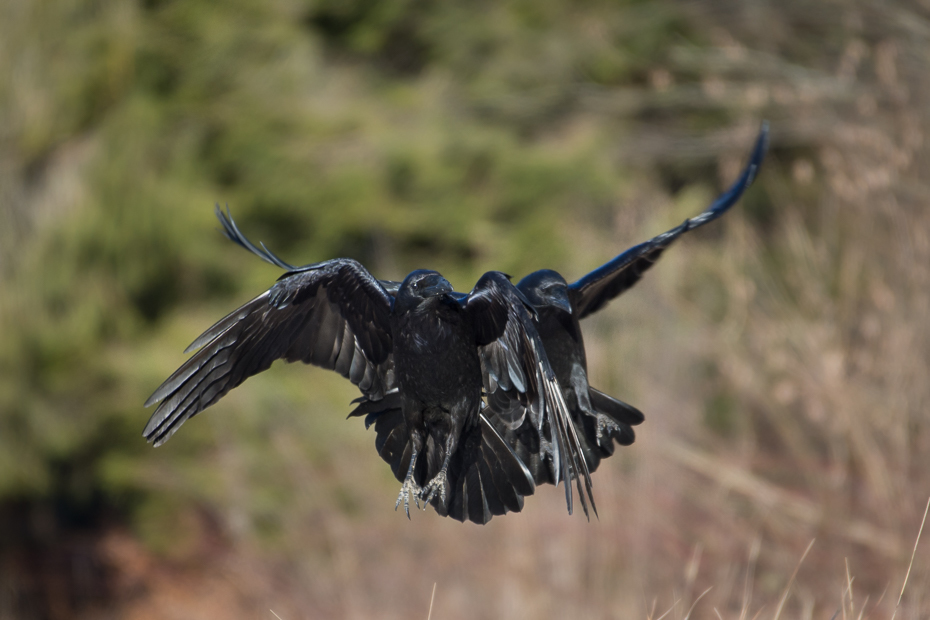  Kruk Ptaki Nikon D7200 NIKKOR 200-500mm f/5.6E AF-S Zwierzęta dzikiej przyrody ptak fauna dziób kruk ecoregion skrzydło