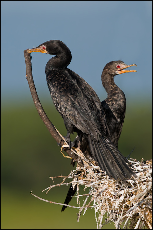  Kormoran etiopski gnieździe Ptaki Nikon D300 Sigma APO 500mm f/4.5 DG/HSM Kenia 0 ptak kormoran dziób dzioborożec fauna coraciiformes suliformes dzikiej przyrody ptak morski