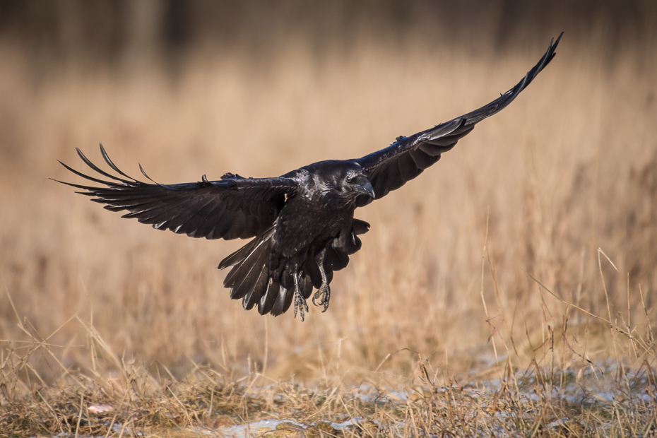  Kruk Ptaki Nikon D7200 Sigma APO 500mm f/4.5 DG/HSM Zwierzęta ptak fauna dzikiej przyrody dziób orzeł ptak drapieżny ecoregion skrzydło pióro wrona