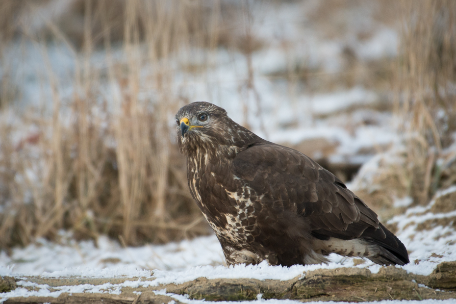  Myszołów Ptaki Nikon D7200 Sigma APO 500mm f/4.5 DG/HSM Zwierzęta ptak ekosystem ptak drapieżny myszołów jastrząb fauna dziób dzikiej przyrody orzeł organizm