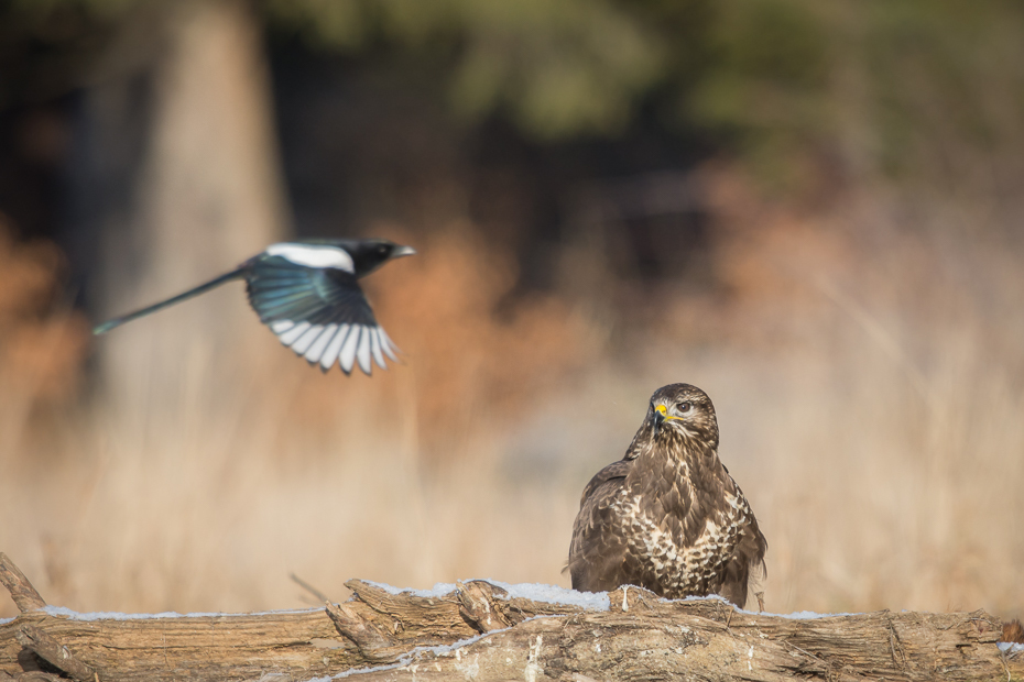  Myszołów sroka Ptaki Nikon D7200 Sigma APO 500mm f/4.5 DG/HSM Zwierzęta ptak fauna dziób dzikiej przyrody pióro ptak przysiadujący skrzydło zięba