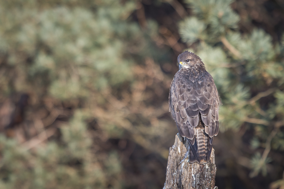  Myszołów Ptaki Nikon D7200 Sigma APO 500mm f/4.5 DG/HSM Zwierzęta ptak fauna dziób sowa ptak drapieżny dzikiej przyrody jastrząb myszołów sokół organizm