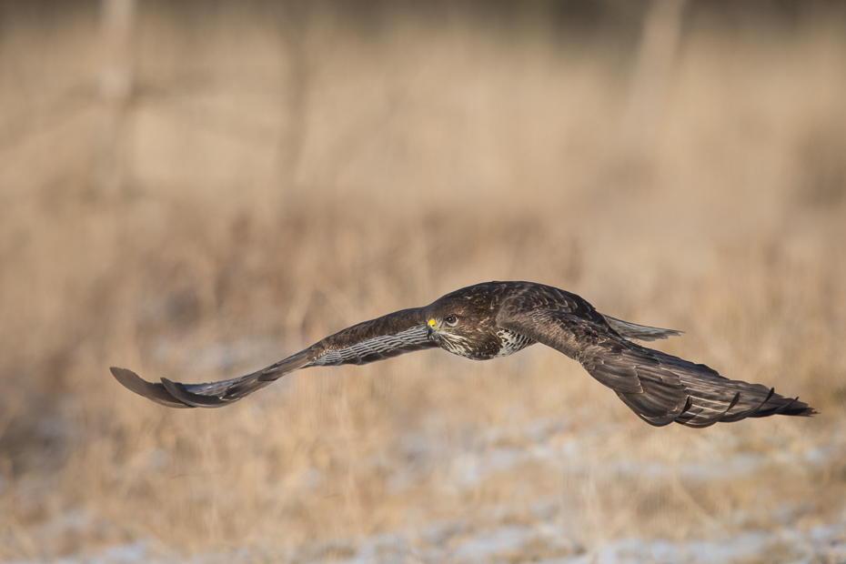  Myszołów Ptaki Nikon D7200 Sigma APO 500mm f/4.5 DG/HSM Zwierzęta ptak fauna dzikiej przyrody dziób ecoregion pióro